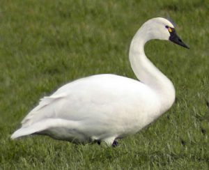 the Tundra Swan