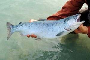 River fishing for sockeye salmon