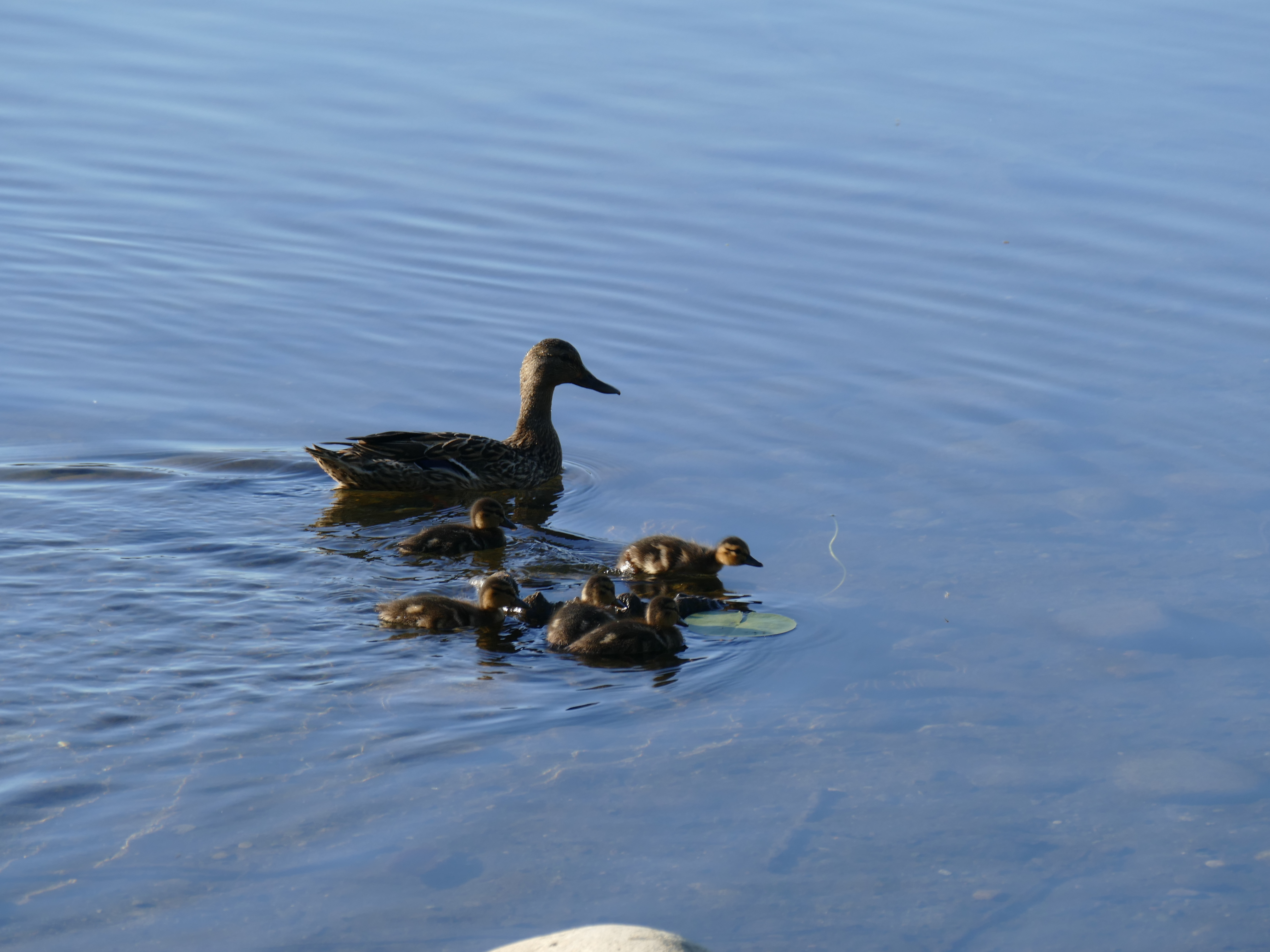 Why do I need Wading Boots?