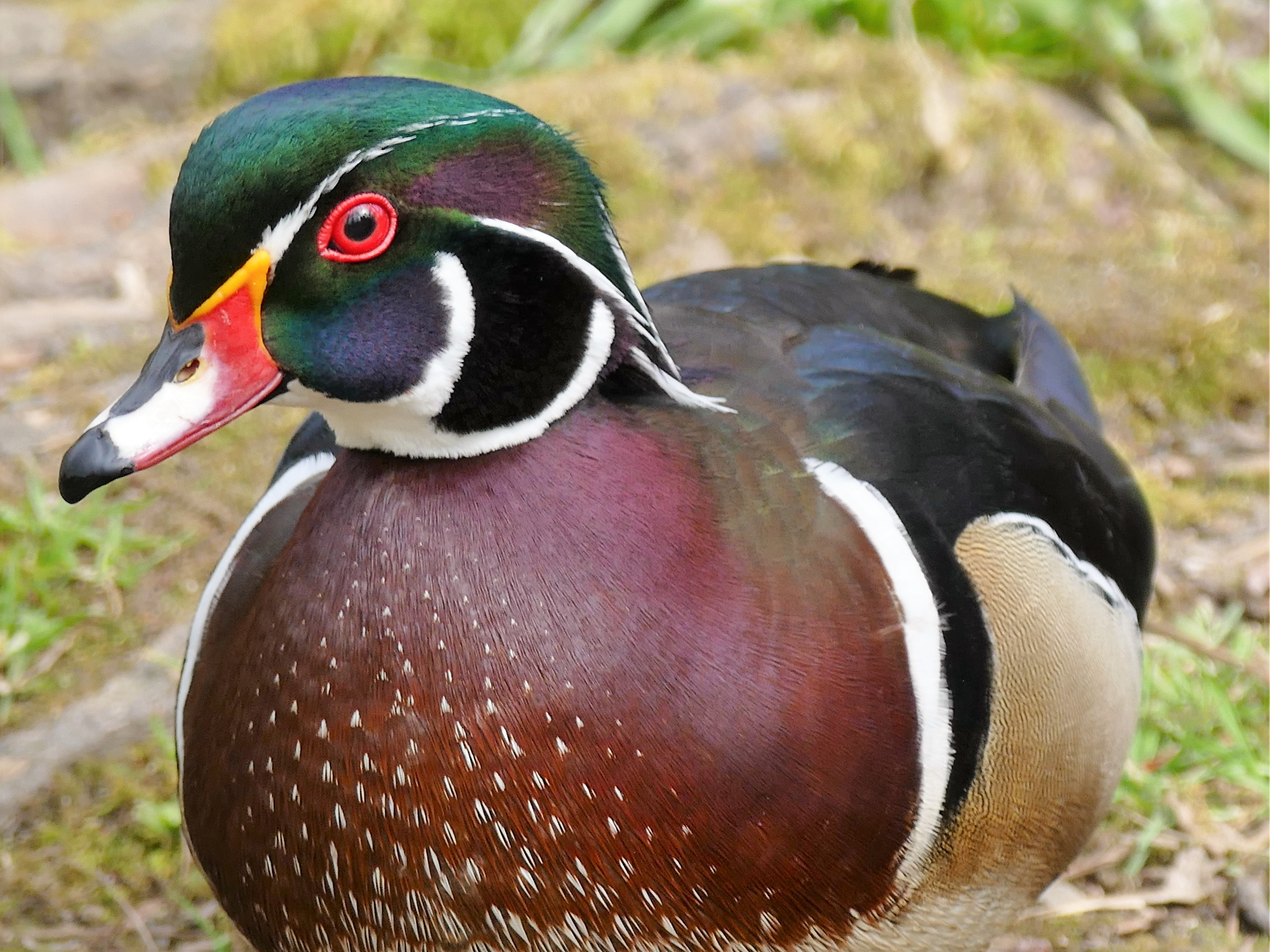 The Best Field Guide for Birds