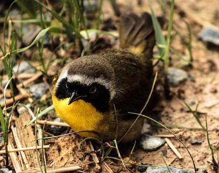 The Best Field Guide for Birds