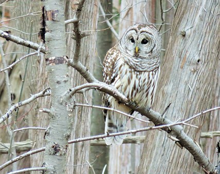 The Best Field Guide for Birds