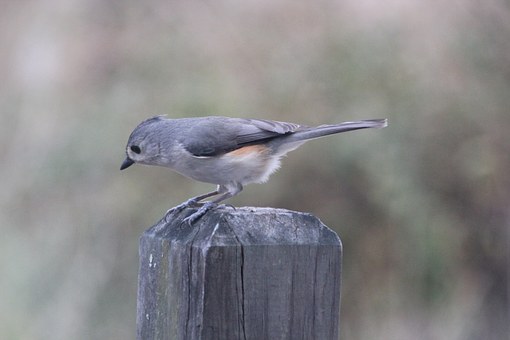 The Best Field Guide for Birds