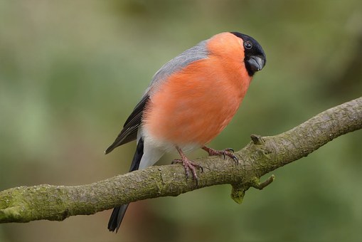 Best Field Guide for Birds