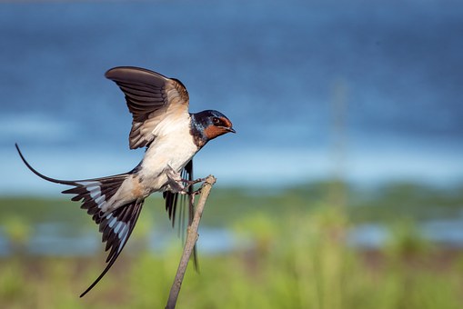 Best Field Guide for Birds